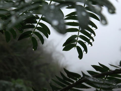 湿气重怎么调理！脾虚怎么调理，脾虚吃什么！去湿气的食物，去湿期间不宜吃的7大类食物＋有助去湿气的食物