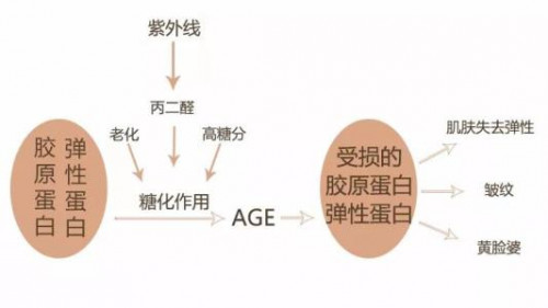 糖吧之由糖化引起的衰老痛点