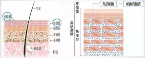 【械】字号舒润修护精华——修敷特SOS特护小飞机