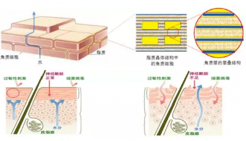 【械】字号舒润修护精华——修敷特SOS特护小飞机